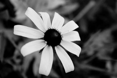 Black and white flower study by ~Loki-Photo on deviantART | Black and White Photos | Pinterest ...