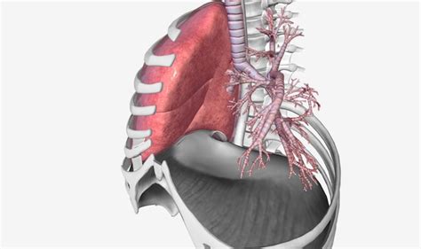 Premium Photo | Lower respiratory tract bronchi and lungs