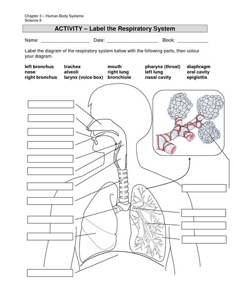 Respiratory System Coloring Page - Coloring Home | Printable Worksheets On The Lungs - Printable ...