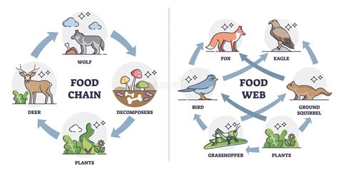 Food Chain Vs Food Web As Ecosystem Feeding Classification Outline ...