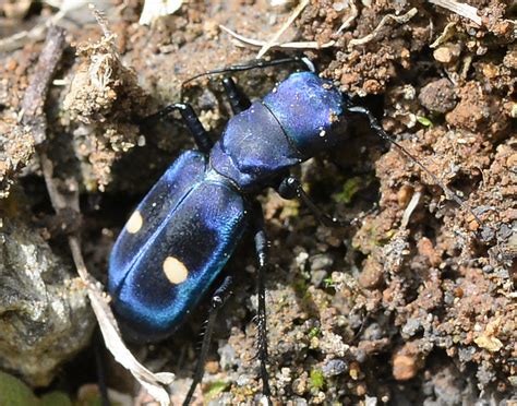 Velvet Ants Sting, Male, Blue, White, Eastern and their Habitat - American Celiac