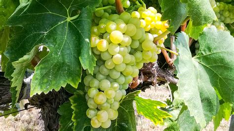 Macabeu grape variety, Penedès – Artoba Tours