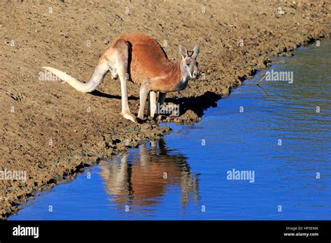 Red Kangaroo, (Macropus rufus), adult male at water, Sturt Nationalpark, New South Wales ...