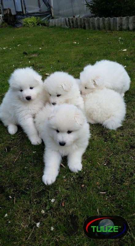 Samoyed puppies for adoption - Tuuze