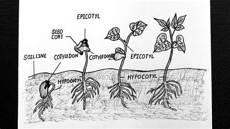 Seed Germination Diagram For Class 5