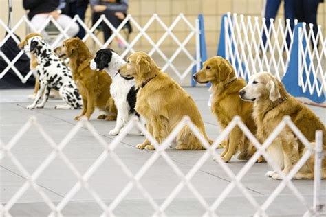 Competition Obedience for AKC - Level 2 • Pack of Paws Professional Dog Training