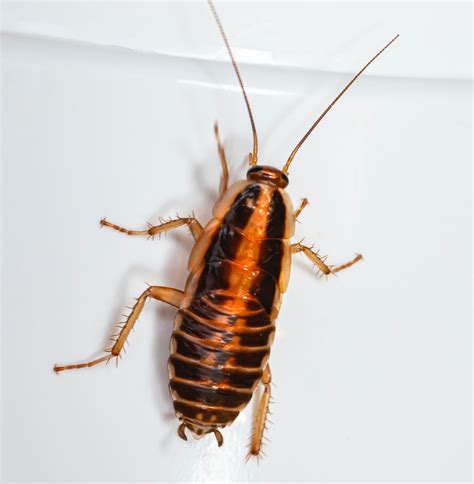 How to Get Rid of Roaches | Dominion Pest Control