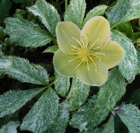 Helleborus argutifolius 'Pacific Frost' - SeedScape