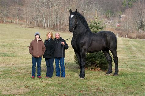 goliath percheron horse | This Horse Stands 19 Hands High and Currently is The Percheron Supreme ...