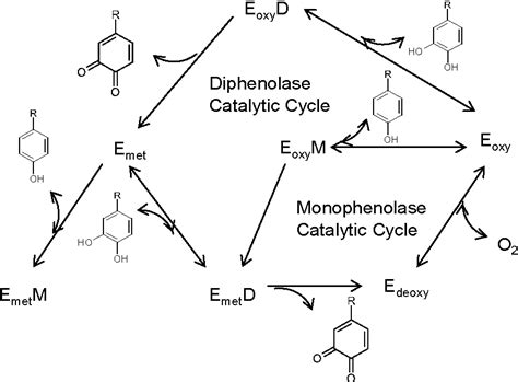 Figure 2 from Natural Melanogenesis Inhibitors Acting Through the Down ...