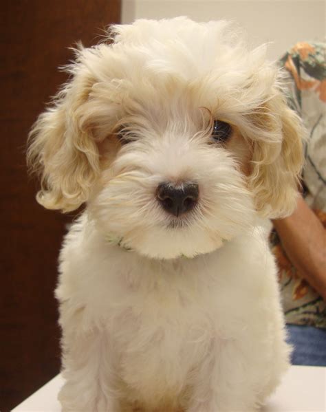 Snowball is a 10 week old Cockapoo (Cocker Spaniel, Poodle mix ...