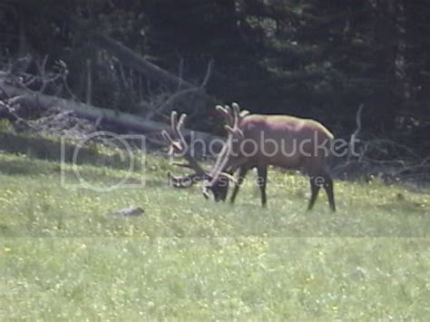 Spider Bull Elk Utah Pictures - alter playground