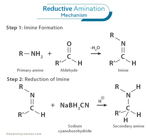 Reductive Amination: Definition, Examples, and Mechanism