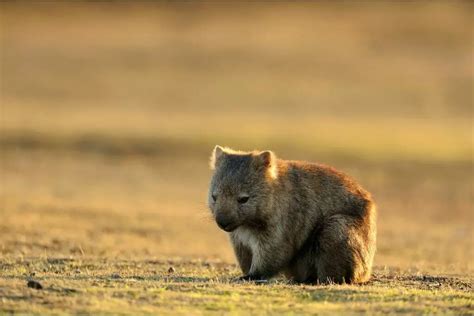 Is A Wombat An Omnivore? Breaking Down Their Diverse Diet