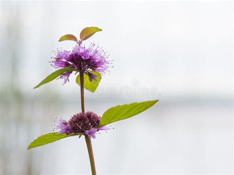 Purple Flowers of Wild Mint Stock Image - Image of closeup, natural ...