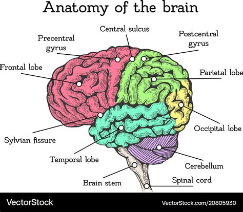 Colored Diagram Of The Brain