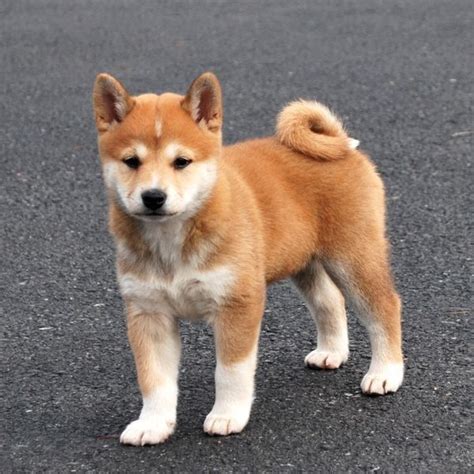Top 10 Cutest Puppies | Cute puppies, Shiba inu, Cute dogs
