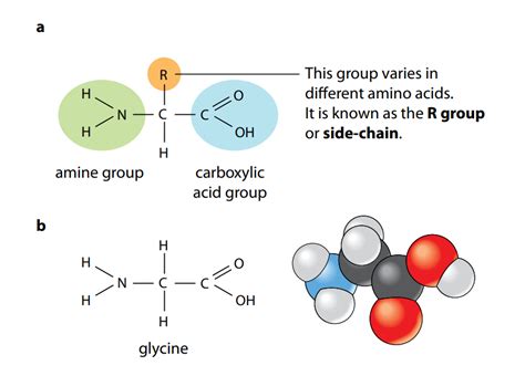 Amino Acid and Peptides:An Inevitable Organic Compounds : Plantlet