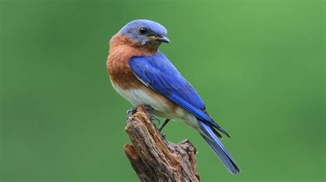 Eastern Bluebird | Blue bird, Birds, Wild birds