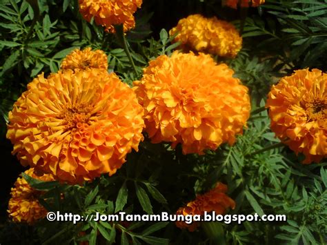 Jom Tanam Bunga: Bunga Tahi Ayam - Marigold ke Lantana Camara?