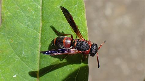 Red and black mason wasp on milkweed leaf- Red-marked Pachodynerus Wasp (Pachodynerus erynnis ...