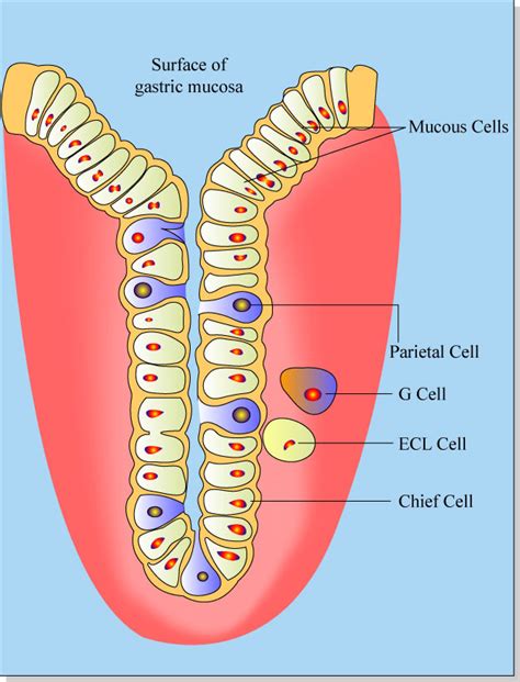 Gastric Anatomy and Physiology - a photo on Flickriver