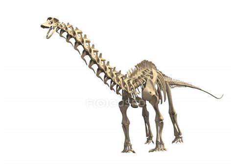 Brontosaurus skeleton on white background, digital illustration ...