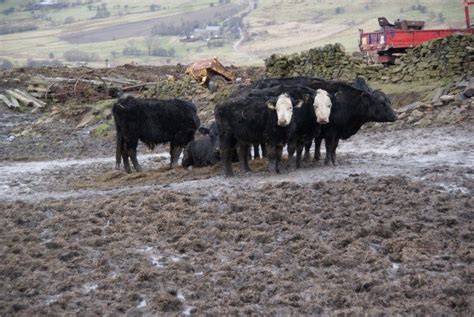 Mud Season Is Coming – How to Set Up Spring Grazing For Success All Year Long – On Pasture ...