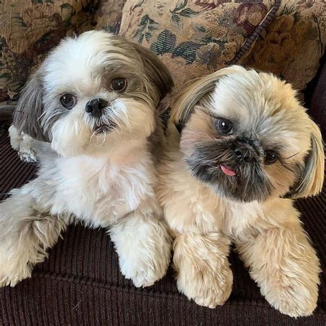 Shih Tzu on Instagram: “Would you like to adopt this adorable twins 😍 ...