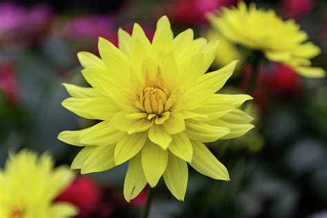 Yellow Dahlias Photograph by Cindy Lyons | Fine Art America