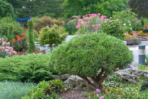 Image Dwarf mountain pine (Pinus mugo 'Mops') - 502307 - Images of Plants and Gardens - botanikfoto