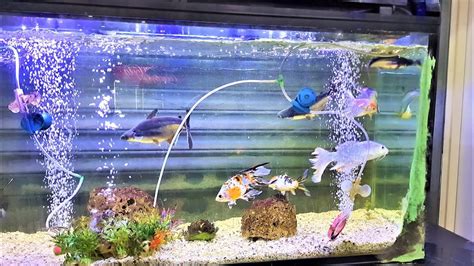 Beautiful Colourful Fishes (Fish Aquarium) - YouTube