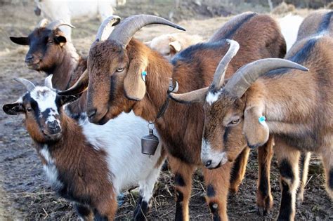 How to Start Goat Farming in Philippines: Goat Breeds and Check How ...