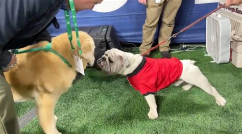 Two of College Football’s Favorite Dogs Met at the SEC Championship and Fans Loved It | WKKY ...