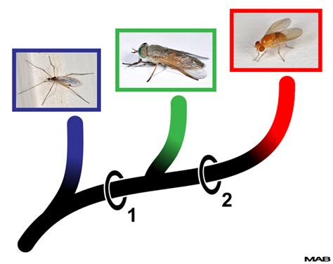 Diptera - Bugwoodwiki