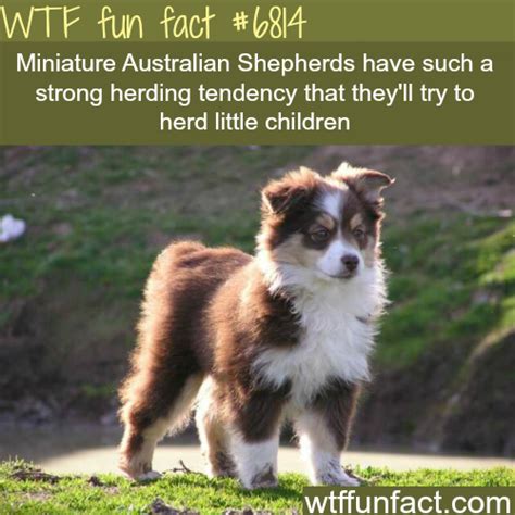 Mini Australian Shepherds - WTF fun fact #FunFacts | Fun facts about animals, Animal facts, Wtf ...