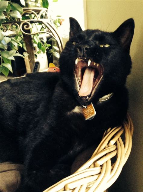 Black cat - vampire teeth - yawn - bat lookalike | Cats, Cat photo, Vampire teeth