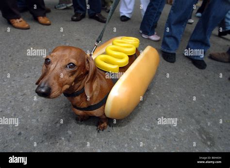 Dachshund In A Hot Dog Costume Towel | ubicaciondepersonas.cdmx.gob.mx