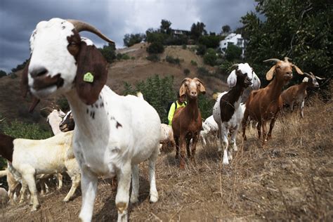 'Goat Mansion' Volunteers Help Round Up Escaped Herd of Goat 'Landscapers' - Newsweek