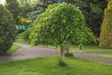 Weeping Cherry Trees: The Best Cascading Faves