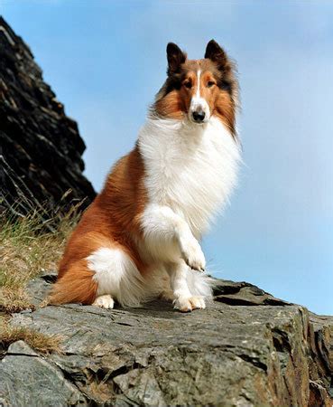 rough collie's - rough collie Photo (1133771) - Fanpop