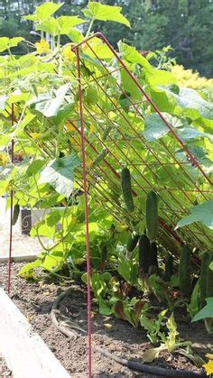 Cucumber Trellis Ideas - Supporting Cucumber Plants - Tie Up Cucumbers ...