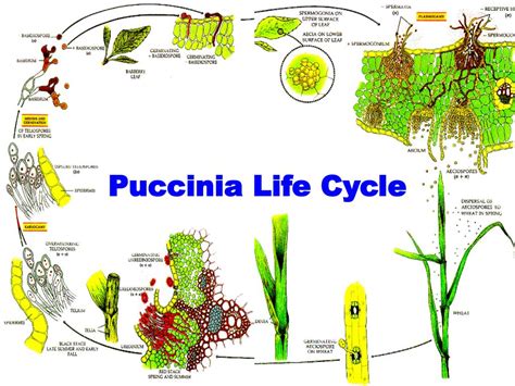 PPT - CLASSIFICATION: Kingdom: Mycota Division: Eumycota Subdivision: Basidiomycotina PowerPoint ...