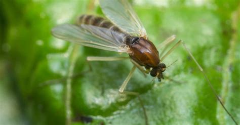 Gnat Lifespan: How Long Do Gnats Live? - A-Z Animals