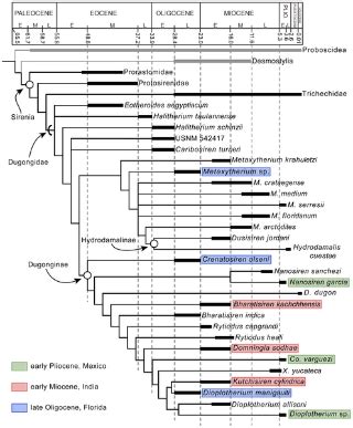 Iterative Evolution of Sympatric Seacow (Dugongidae, Sirenia) Assemblages during the Past ∼26 ...