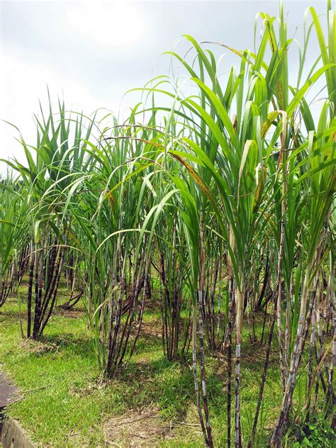 Sugar,cane,plant,field,sugar cane plant field - free image from needpix.com