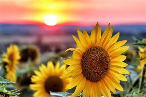 30 Wonderful Sunflower Wallpapers To Brighten Your Day - Inspirationfeed