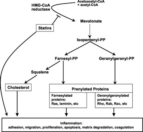 Inflammation, Immunity, and HMG-CoA Reductase Inhibitors | Circulation