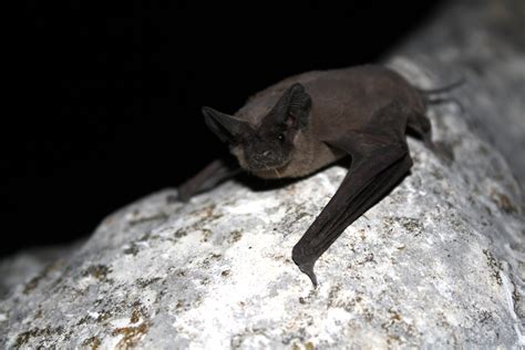 Ebola: Children playing near free-tailed bat nest caused worst outbreak ...