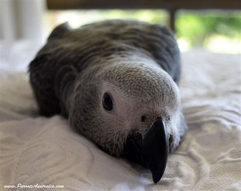 African Grey Parrots For Sale | African grey, African grey parrot, African